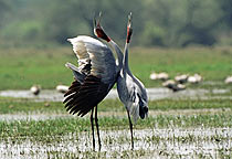 Sarus Cranes, Keoladeo Ghana NP, India