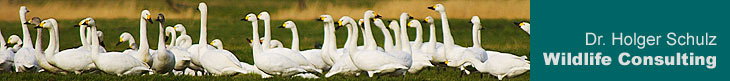 Bewick's Swans during migration, Germany