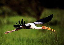 Painted Stork, Keoladeo Ghana NP, India