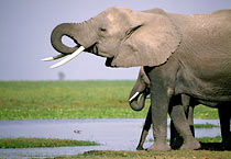 African Elephant, Amboseli NP, Kenya