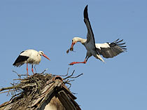 White Stork, Croatia