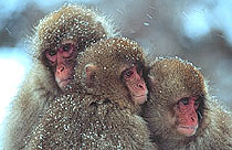 Japanese Macaques, Nagano, Japan