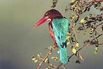 Whitebreasted Kingfisher, India