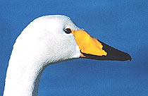 Whooper Swan, Hokkaido, Japan