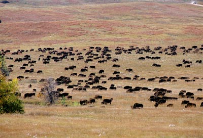 bison_13