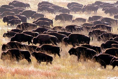 bison_16