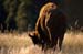 bison_25