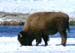 bison_8